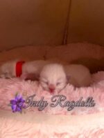 Ragdoll kittens for sale Indiana