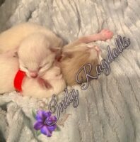 Ragdoll kittens for sale Indiana