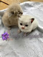 Available Ragdoll Kitten IN