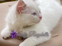 Available Ragdoll Kitten IN