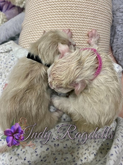 Available Ragdoll Kittens - Indy Ragdolls